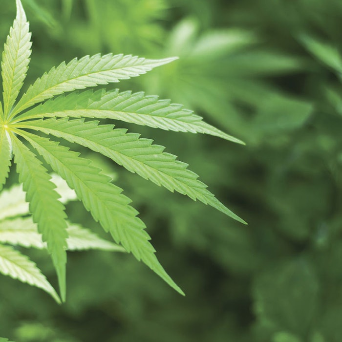 Cannabis_Plant_850