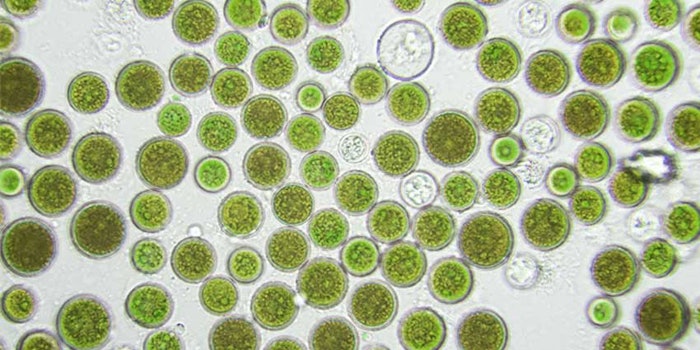 SilabCells_425