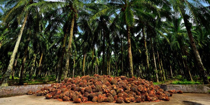 Palm oil production in Malaysia