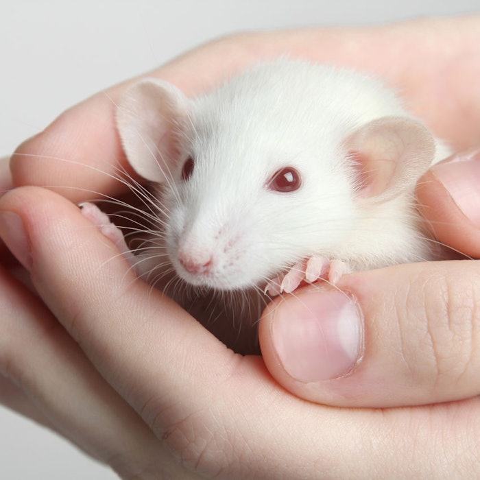 MouseInHands850