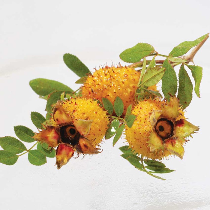 Izayoi from Ichimaru Pharcos Co., Ltd.