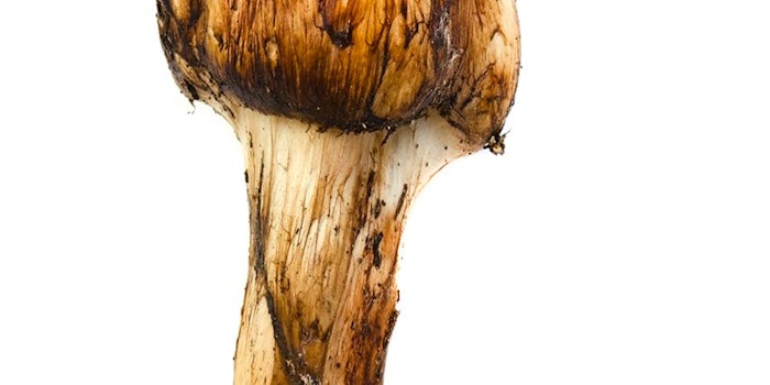 Matsutake mushrooms offer beauty benefits, Camo Research notes.