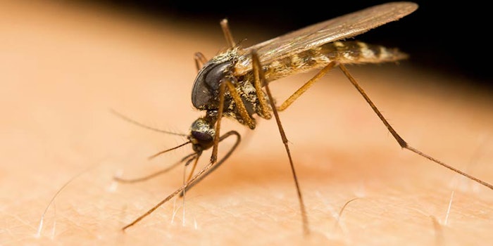 425-mosquito