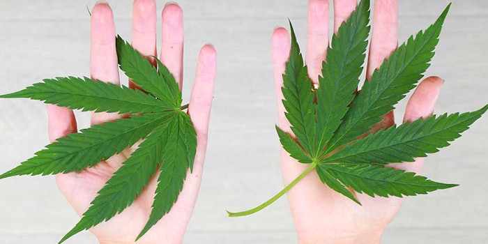 handsholdingcannabis_425