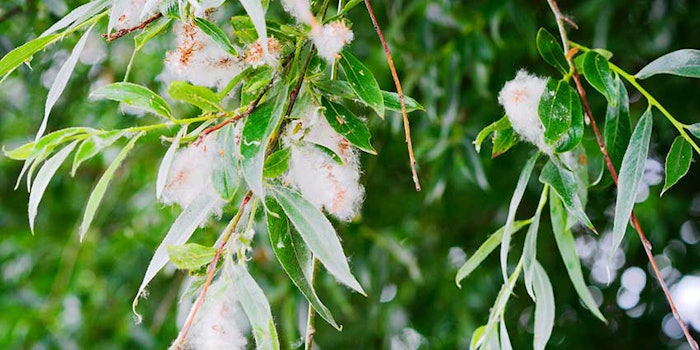 whitewillow_425