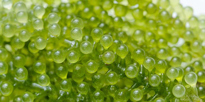 Green-Caviar425