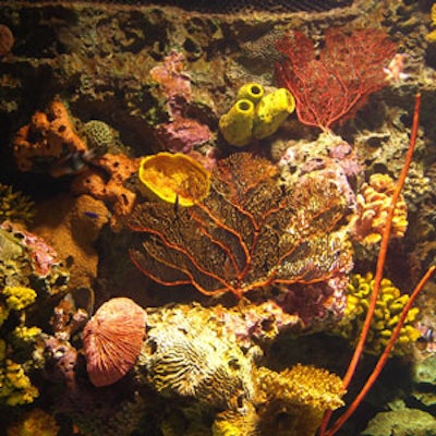 He continued diving for years and his articles and underwater photographs were published in both The American Littoral Society’s Underwater Naturalist and now-defunct N.J. Outdoors magazine.