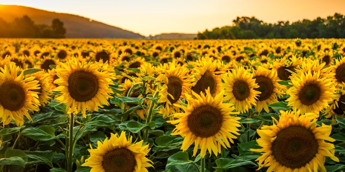 Sunflower425
