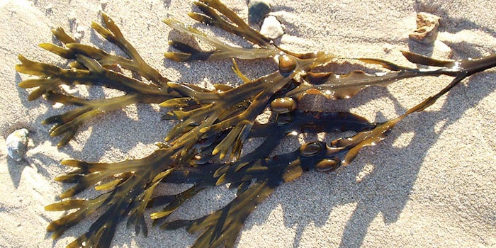 Bladderwrack-Frond_425
