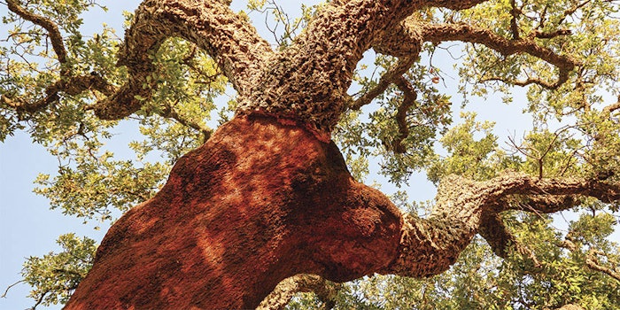 CT1901_Marto_corktree_850x425