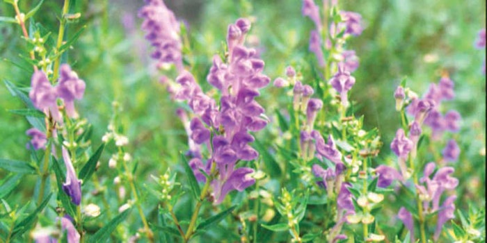 CT1903-Roundup-Ichimaru425