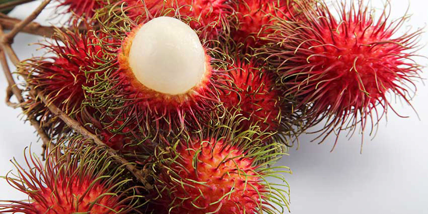 Rambutan-based Bioactives Star in BASF's in-cosmetics Global Lineup ...