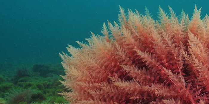 redseaweed_425