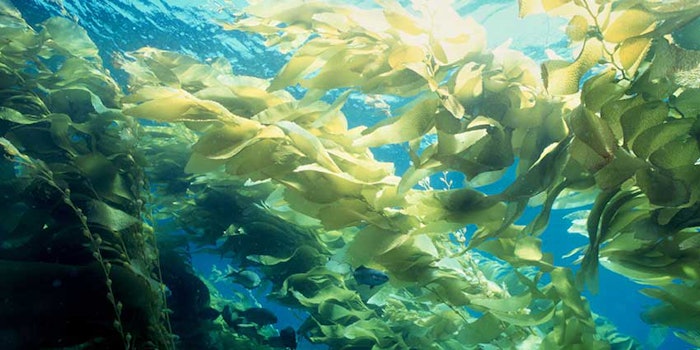 seaweed_425