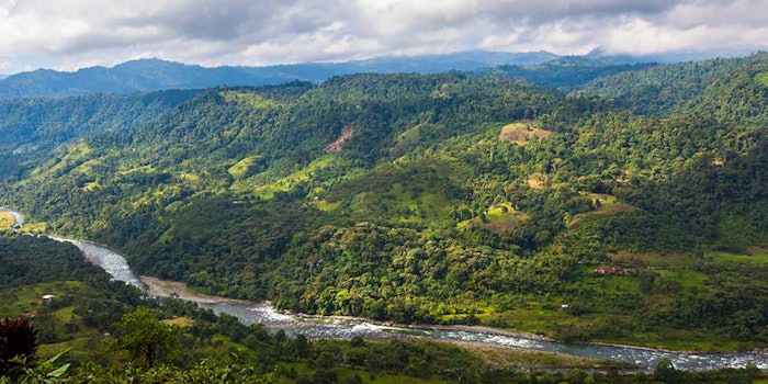andeanrainforest_425