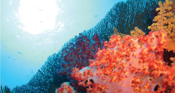 CT1909_Ind_InsightCoral850x425