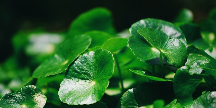 CentellaAsiatica850x425