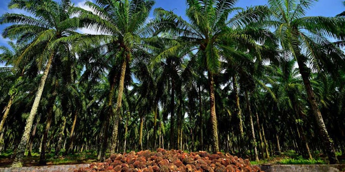 PalmOilSourcing850x425