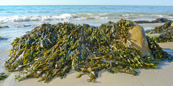 SeaweedOnBeach850x425