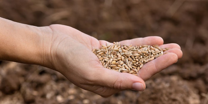 HandHoldingRyeSeeds850x425