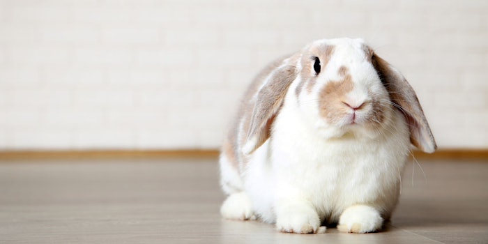 RabbitonBackground850x425
