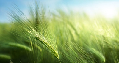 The Amaze Nordic Barley starch is regionally grown, sourced from Scandinavia and produced in an eco-conscious process as a side-stream of the beverage industry. Due to high quality standards, it has excellent microbial purity and so is produced without the requirement for irradiation or other treatments.