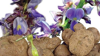 Pueraria-Mirifica-Photo-604_850x425