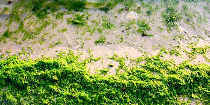 bicoalgae850