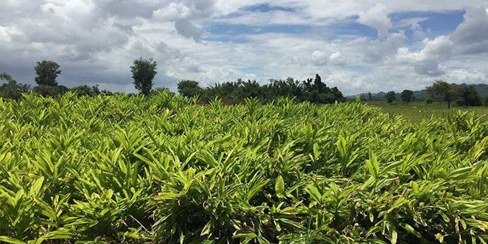 galangaleaf850