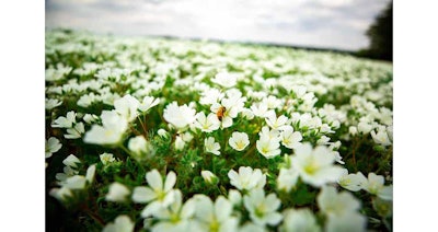 Nat Plant Ct2001 Image4