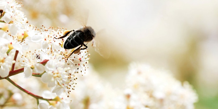 CT2003_Black_BeeOme_Mibelle_Biochemistry_850x425