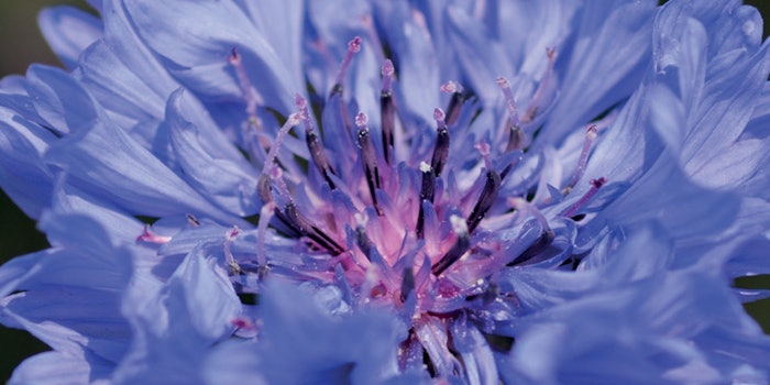 CornflowerCloseupNaolys850x425