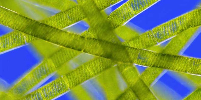 algae21