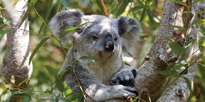 tea_tree_campo_research_850x425
