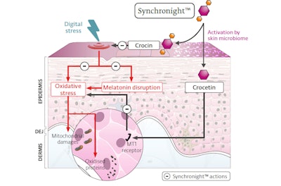 To evaluate the well-being and anti-aging benefits of Synchronight™ in face care applications, a clinical test was conducted in double blind versus placebo. This study was carried out on 40 women (average age 39 years old, from 18 to 50 years old), selected for being in front of a digital screen more than four hours per day, with at least two consecutive hours in the evening, with their devices set at 100% luminosity. Two groups of volunteers were formed, and panellists applied a cream with or without the equivalent of Synchronight™ at 2% twice a day (morning and evening) for 56 days. Clinical tests have indeed highlighted that Synchronight™ reverses visible signs of aging (-21% wrinkles number versus placebo) while contributing to a general improvement of volunteers sleep quality (easiness to fall asleep, number of wakeups during night).