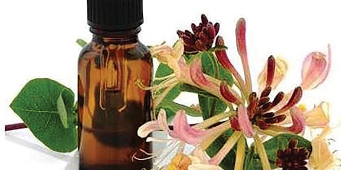 Campo Research's Honeysuckle Anti-viral Essential Oil