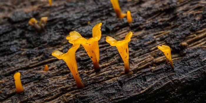 DacryopinaxSpathularia850x425