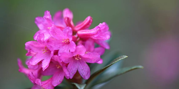 Alpine rose offers a unique route to anti-aging therapies.