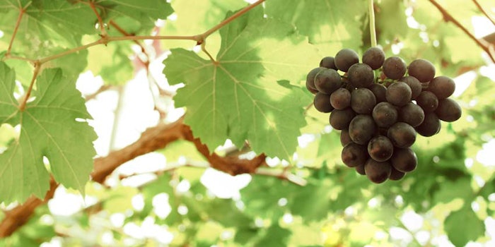 GrapeLeavesVineCluster_850x425