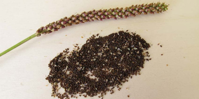 PlantagoPsylliumBlackSeeds850x425