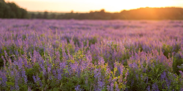 CPL Aromas has published its 2019 sustainability and impact reports and recently signed the IFRA sustainability charter.