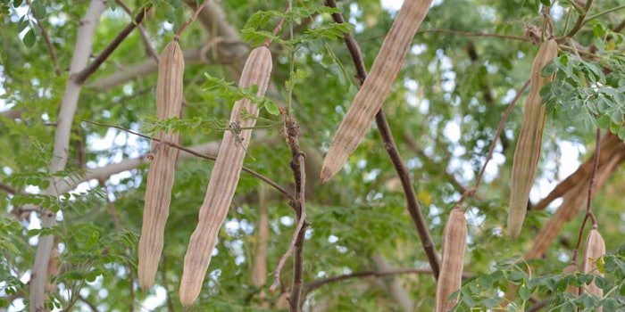 MoringaTreeandPods850x425