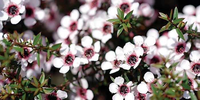 CT2010_Prod_Campo_Research_manuka_oil_850x425