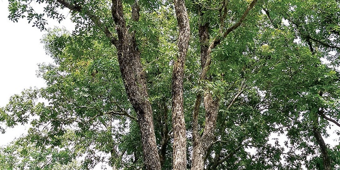 CT2010_Prod_pterowhite_sabinsa_850x425