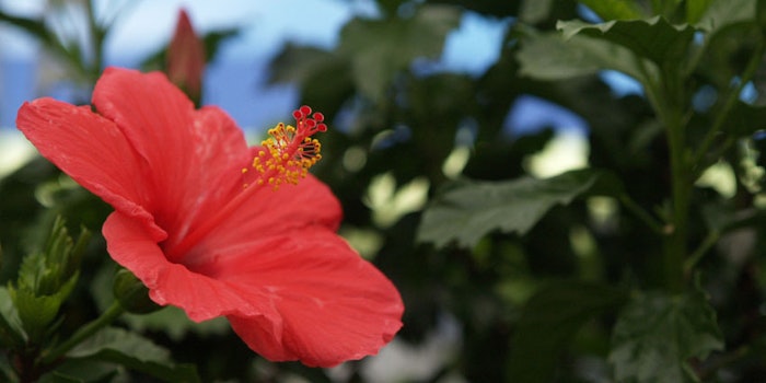 RedHibiscusFloweronBeach_850x425