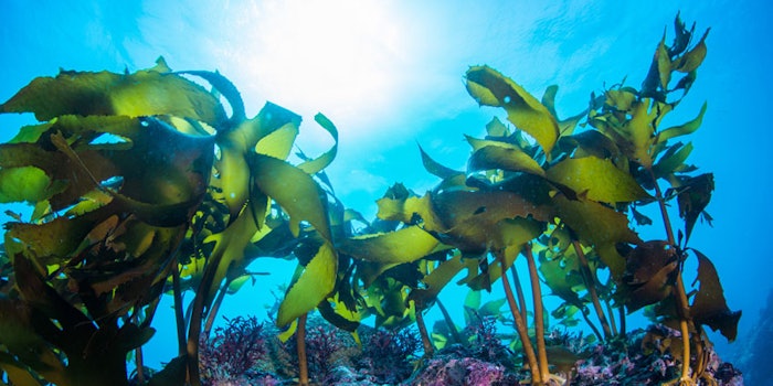 UndertheSeaSeaweedSuninBackground850x425