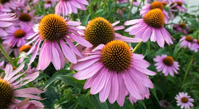 Biocogent Ct2009 Image1