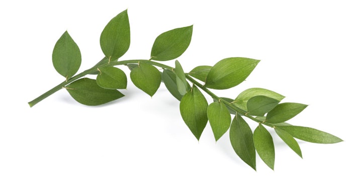 ButchersBroomIsolatedBranch_850x425