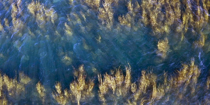 B-Lightyl is created from a brown macro-alga naturally sourced in Brittany.