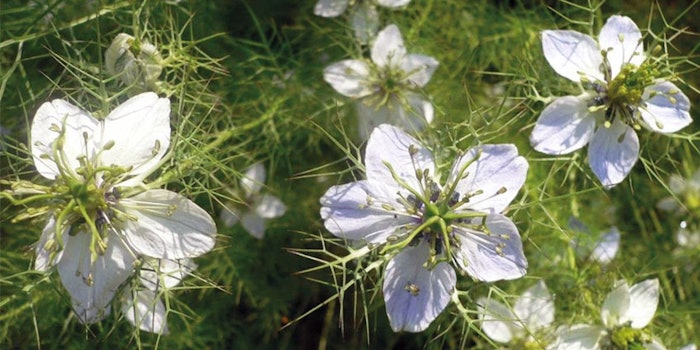 TriNutra's B’utyQuin is a natural, anti-aging ingredient from black cumin seed oil to boost the mitochondrial functions that slow with age.